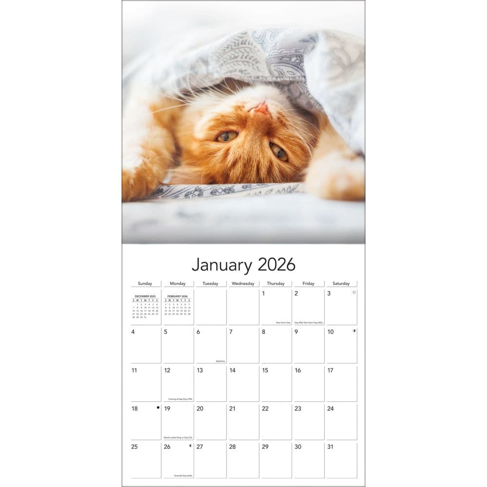 Cats Photo 2026 Wall Calendar, 12'' X 12'', 12-Month Calendar with Stapled Binding