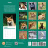 image Foxes 2024 Wall Calendar First Alternate Image width=&quot;1000&quot; height=&quot;1000&quot;