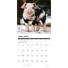 image 12 Little Piggies 2026 Wall Calendar Second Alternate Image