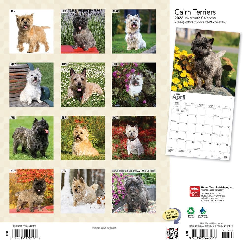 Cairn Terriers 2022 Wall Calendar - Calendars.com