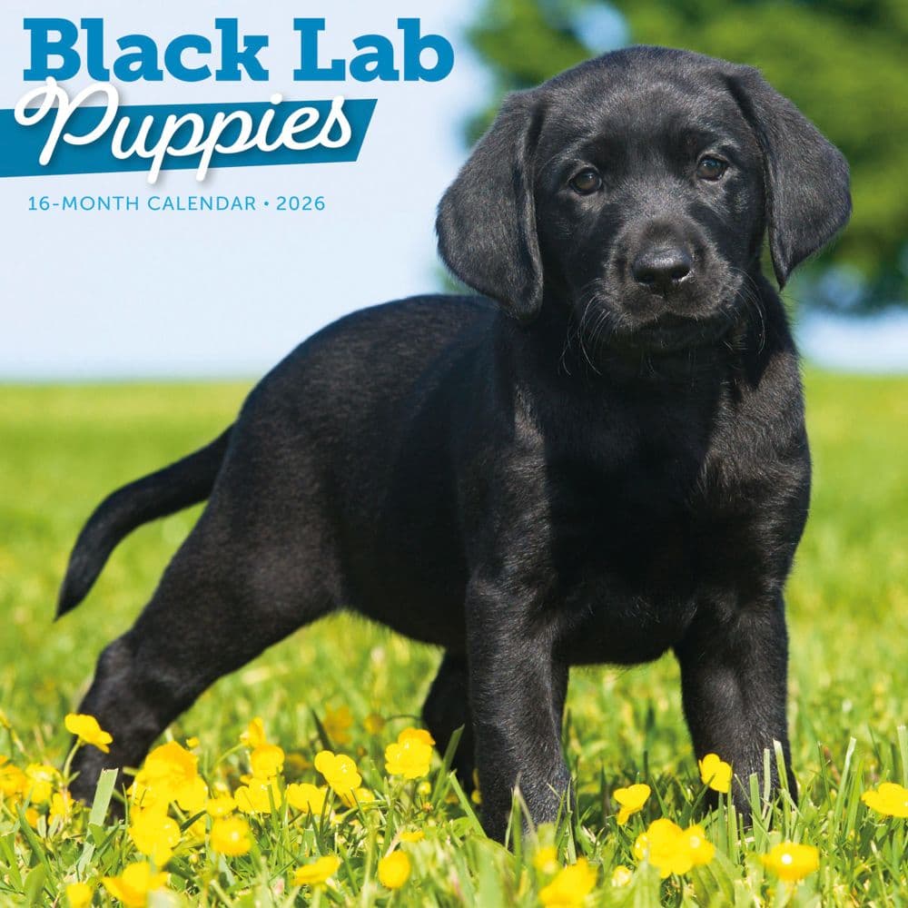 Black Lab Retriever Puppies 2026 Wall Calendar Main Product Image