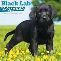 image Black Lab Retriever Puppies 2026 Wall Calendar Main Product Image