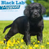 image Black Lab Retriever Puppies 2026 Wall Calendar Main Product Image