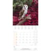 image Magic Owls 2025 Wall Calendar Third Alternate Image width="1000" height="1000"