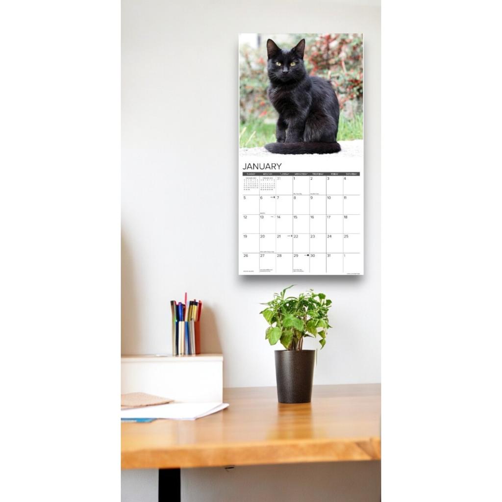 Black Cats 2025 Wall Calendar on a wall