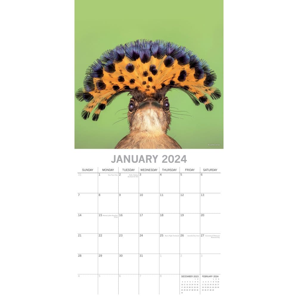 Exotic Birds 2024 Wall Calendar - Calendars.com