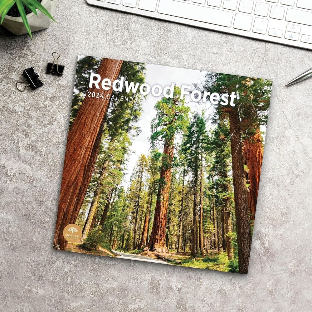 Redwood Forest 2024 Wall Calendar Fifth Alternate Image width=&quot;1000&quot; height=&quot;1000&quot;