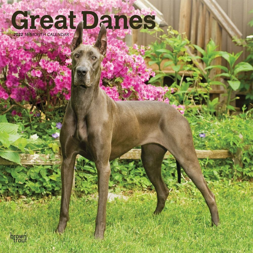 Great Danes 2022 Wall Calendar