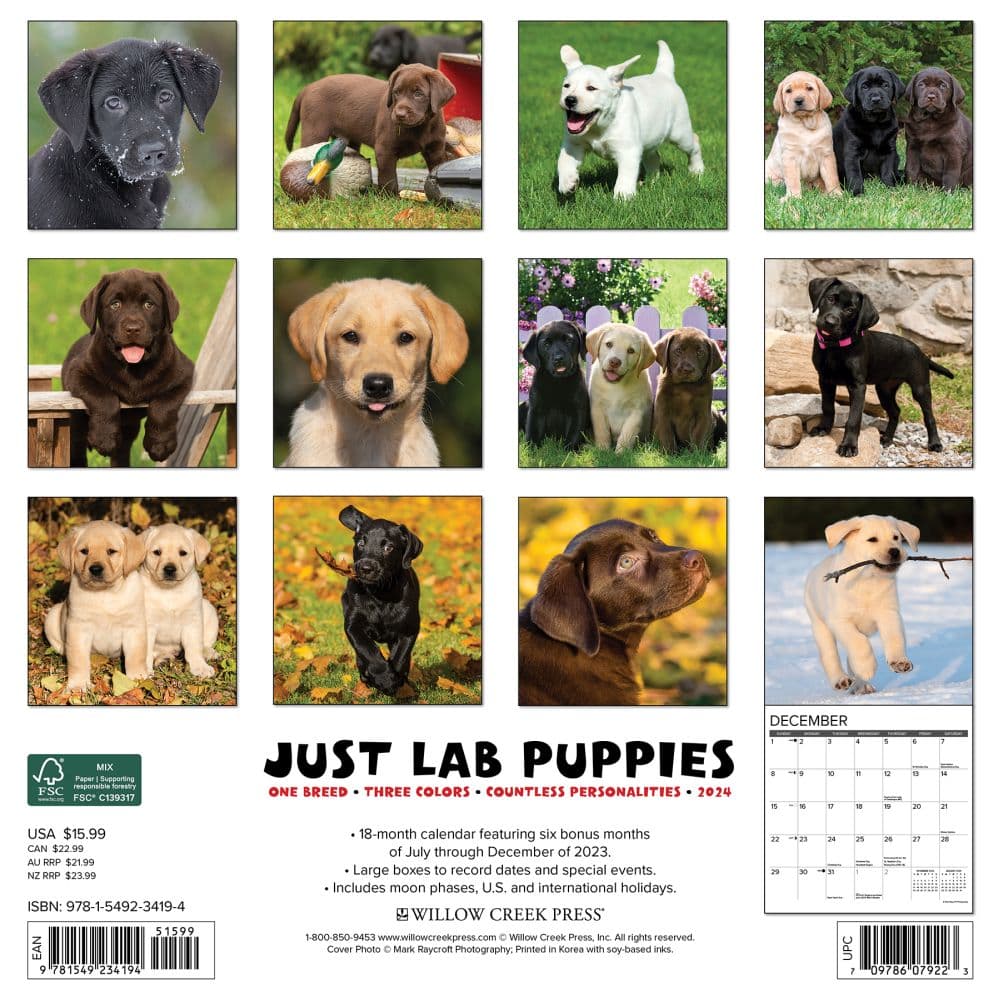 Just Lab Puppies 2024 Wall Calendar