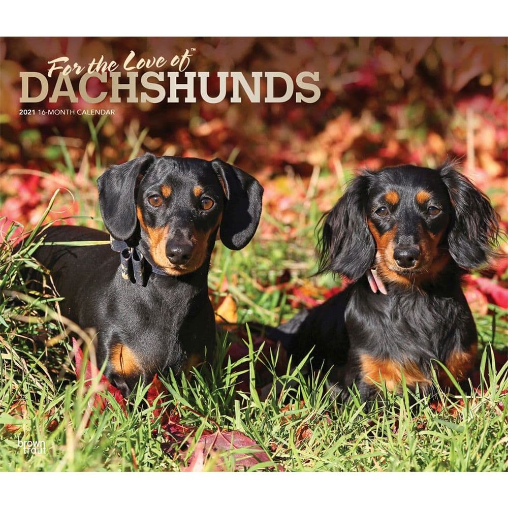 Dachshunds Deluxe Wall Calendar