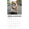 image Just Bulldog Bad Boys 2025 Wall Calendar Second Alternate Image width=&quot;1000&quot; height=&quot;1000&quot;