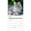 image Cats 2025 Mini Wall Calendar Second Alternate Image width="1000" height="1000"