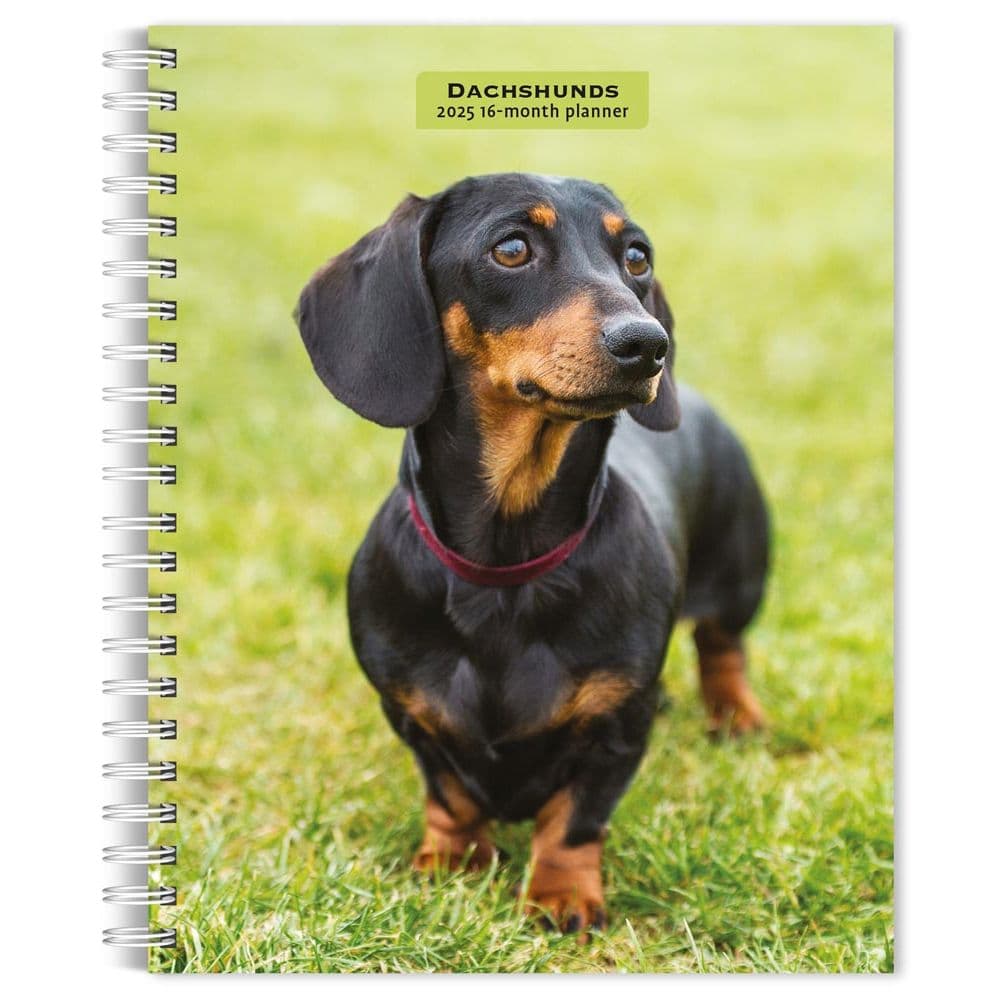 Dachshunds 2024 Engagement Planner Main Image