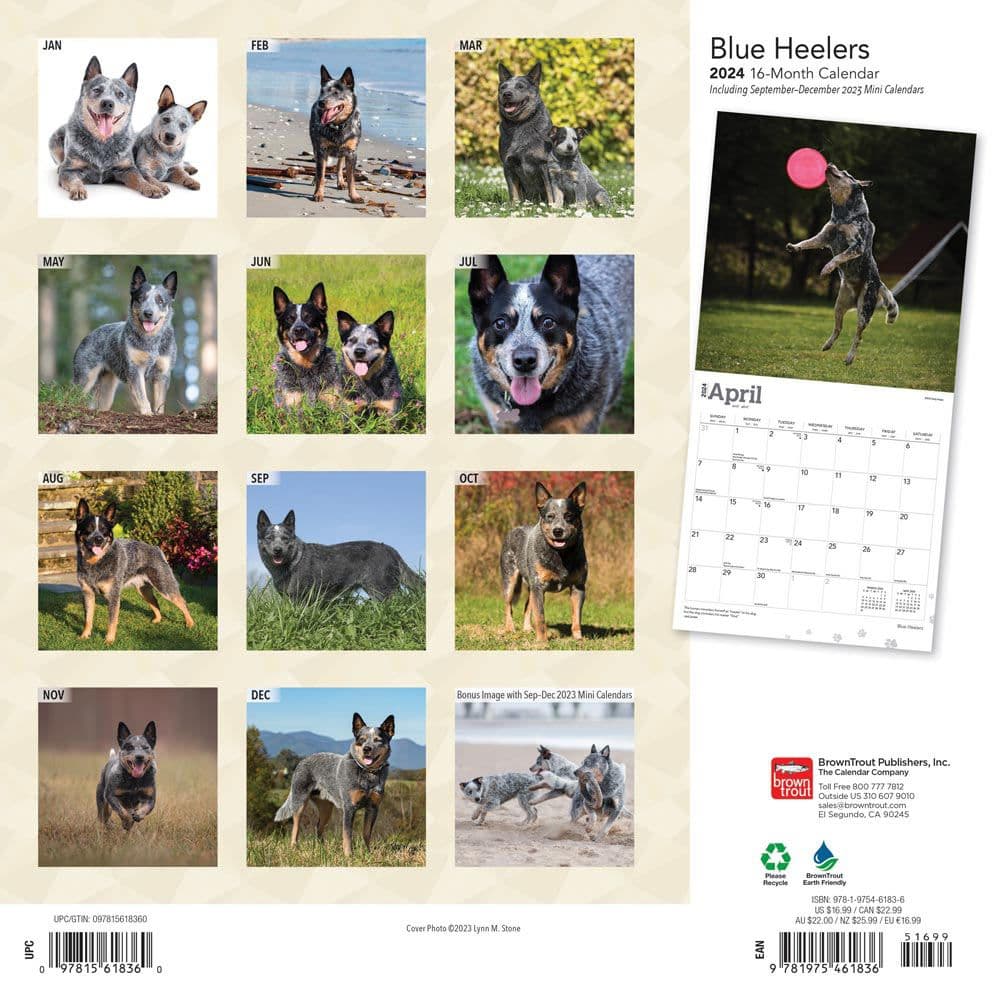 Blue Heelers 2024 Wall Calendar