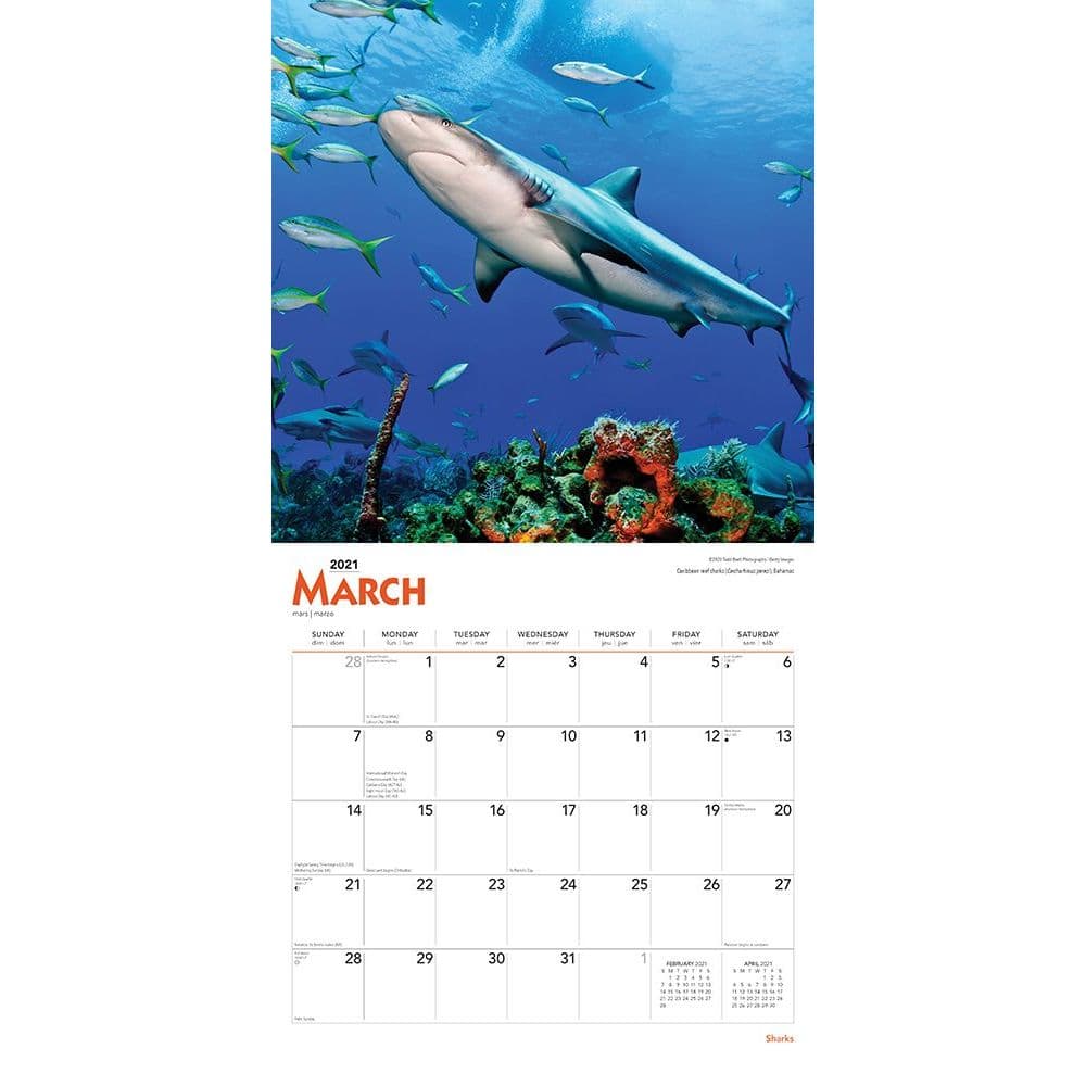 Sharks Wall Calendar - Calendars.com