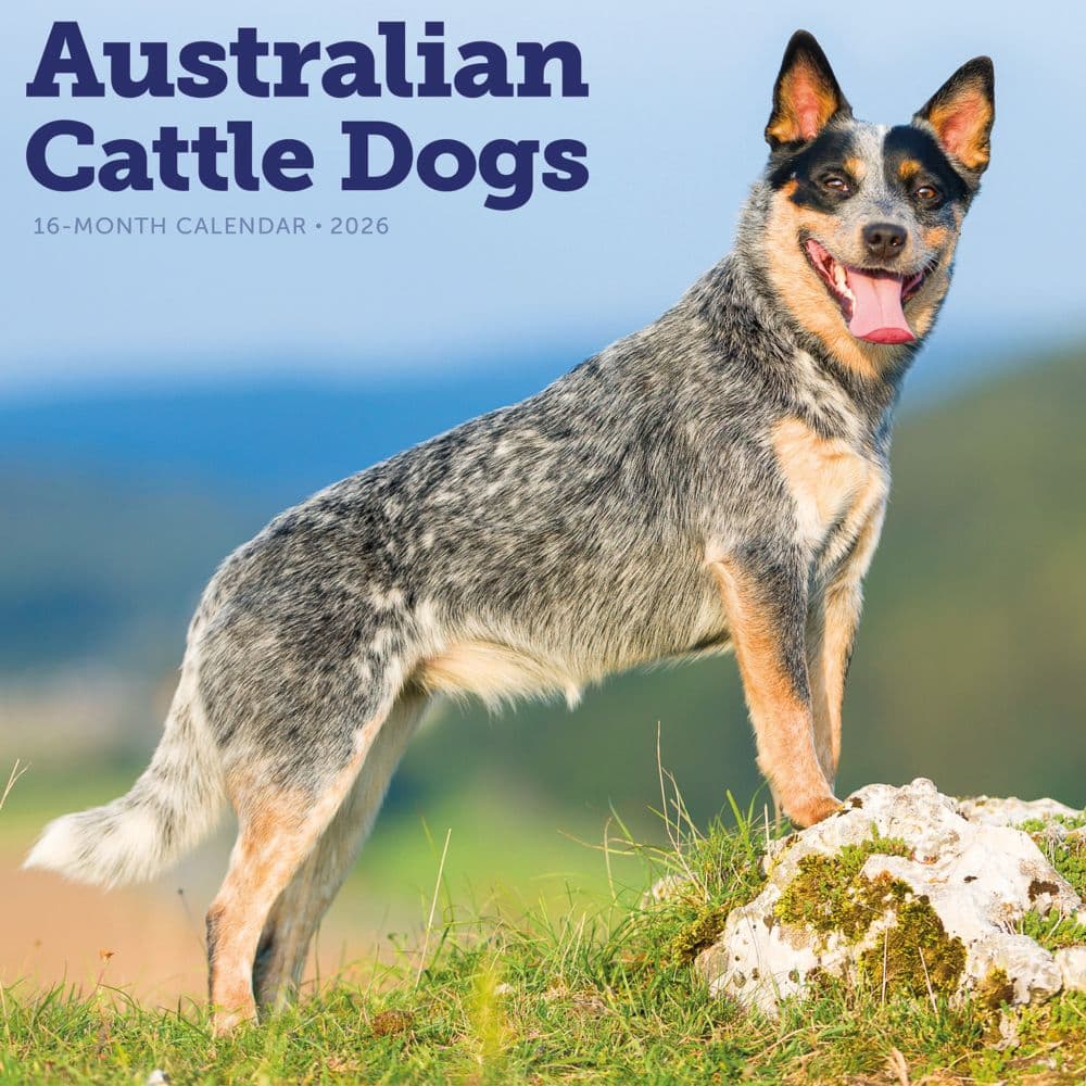 Australian Cattle Dogs 2026 Wall Calendar Main Product Image