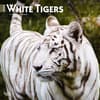 image White Tigers 2024 Wall Calendar Main Product Image width=&quot;1000&quot; height=&quot;1000&quot;
