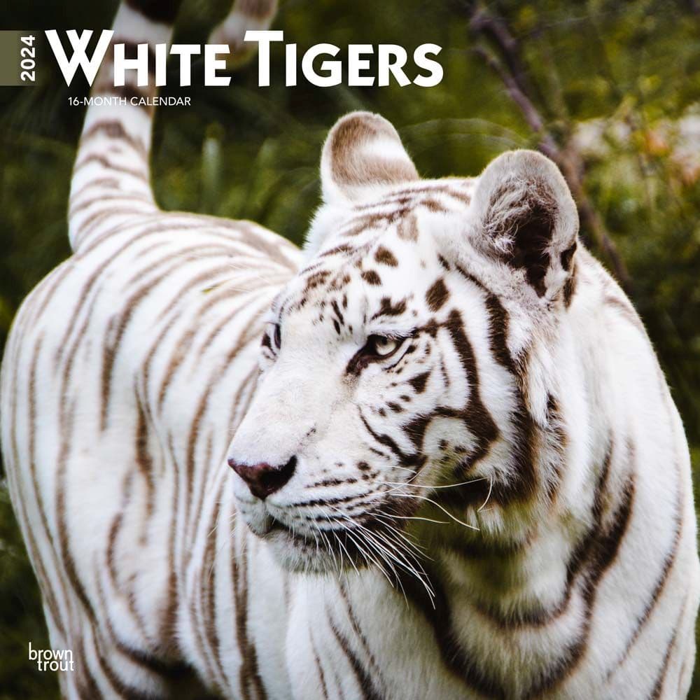 White Tigers 2024 Wall Calendar Main Product Image width=&quot;1000&quot; height=&quot;1000&quot;