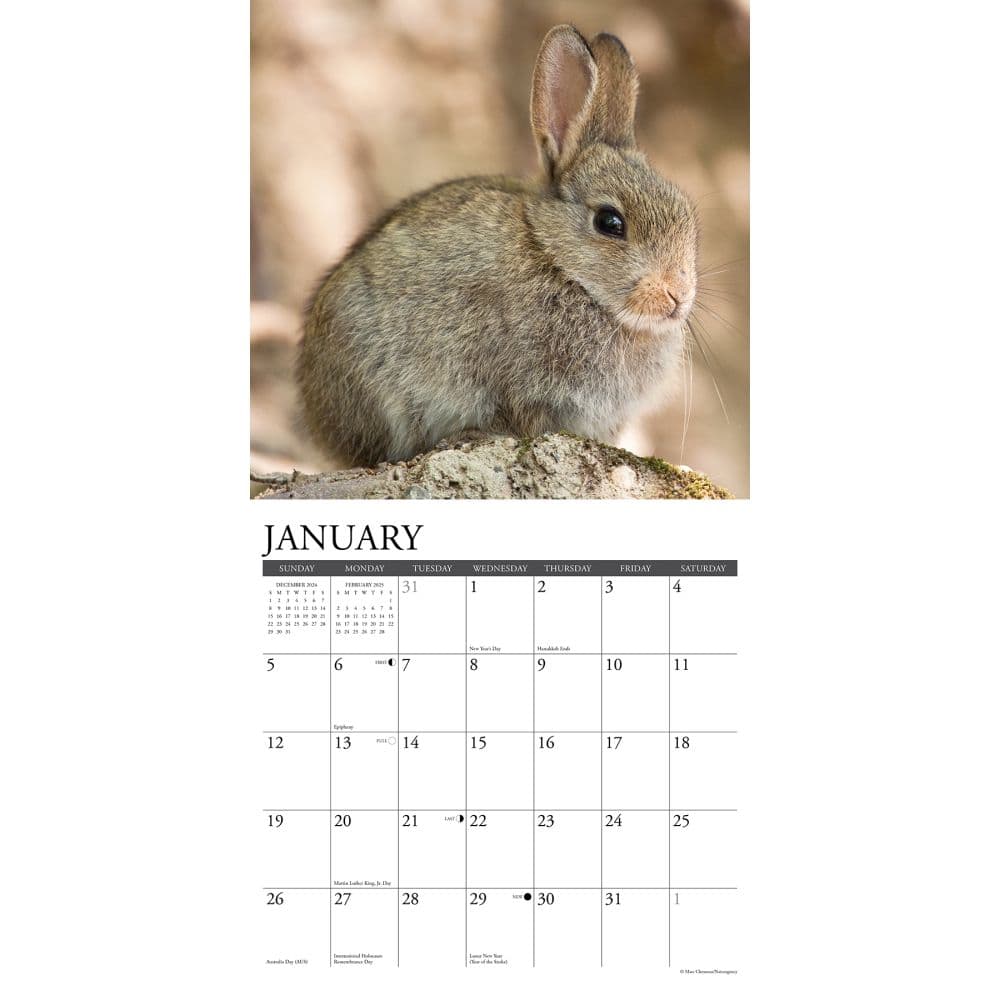 Bunnies 2025 Wall Calendar Second Alternate Image width=&quot;1000&quot; height=&quot;1000&quot;