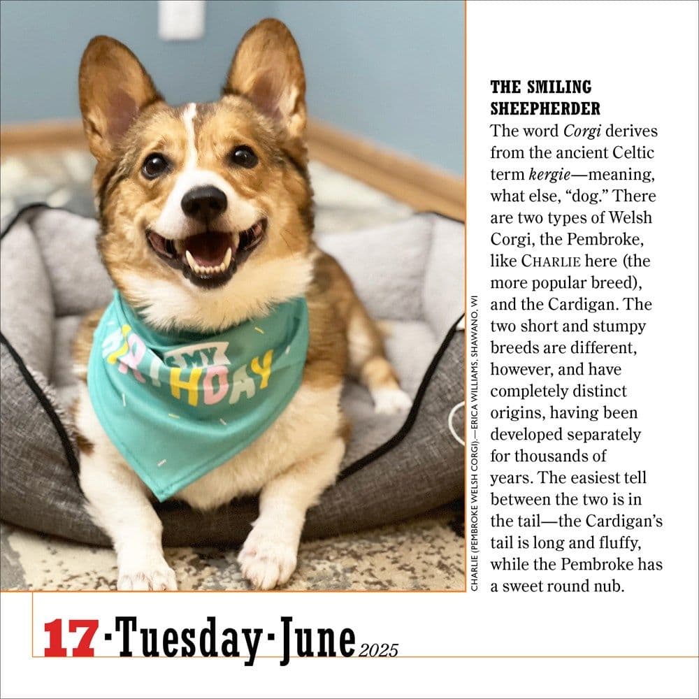 365 Dogs 2025 Page-A-Day Desk Calendar First Alternate Image width=&quot;1000&quot; height=&quot;1000&quot;