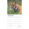 image Tigers 2025 Wall Calendar Third Alternate Image