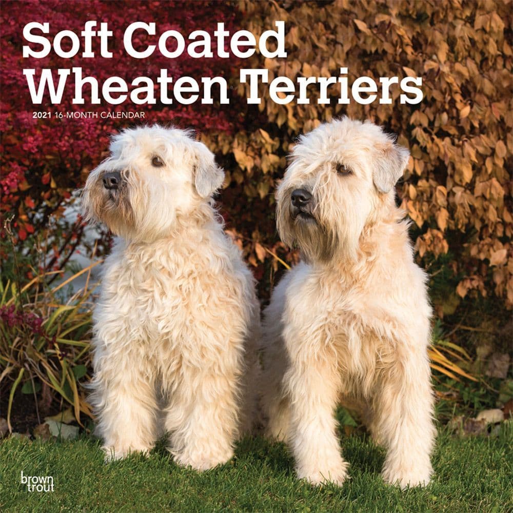 Wheaten Terriers Soft Coated Wall Calendar - Calendars.com