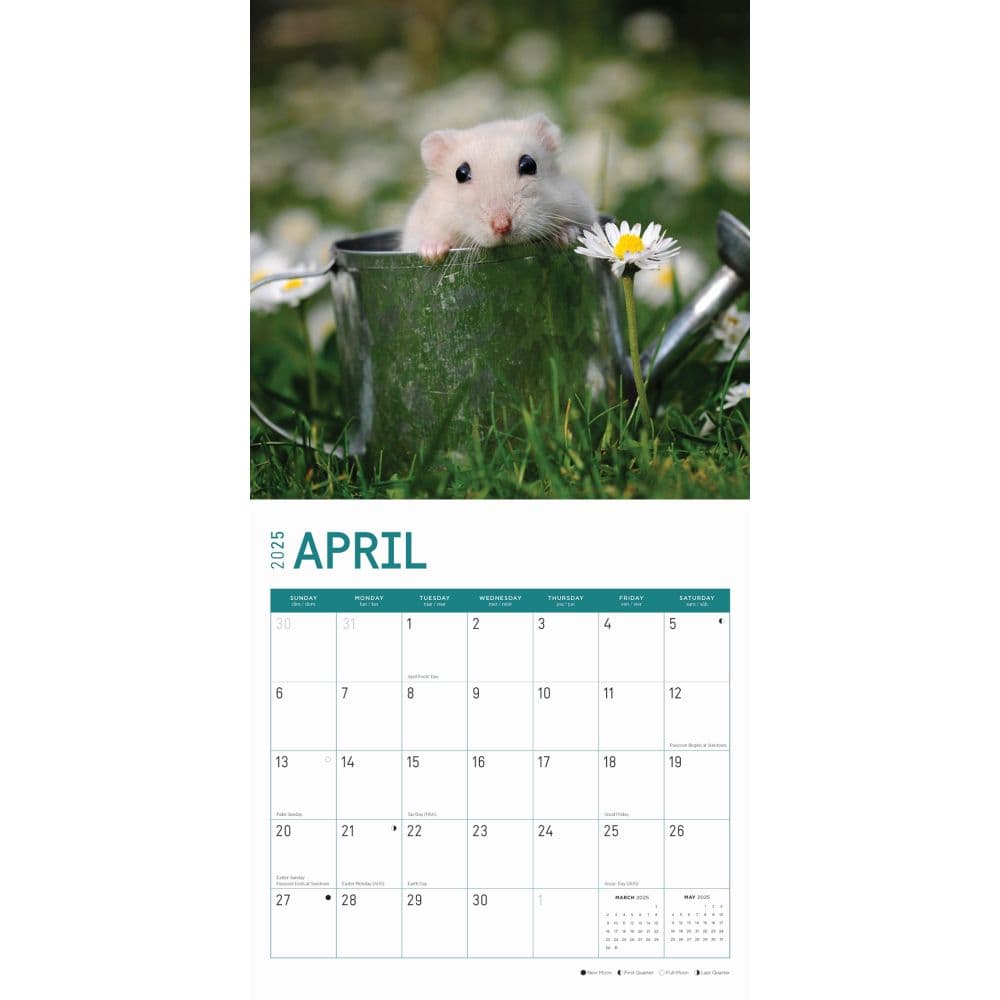 Hamsters 2025 Wall Calendar Second Alternate Image