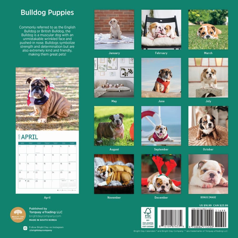 Bulldog Puppies 2025 Wall Calendar First Alternate Image