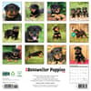 image Just Rottweiler Puppies 2025 Wall Calendar