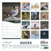 image Ducks 2027 Wall Calendar First Alternate Image