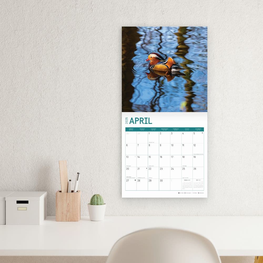 Ducks 2025 Wall Calendar Third Alternate Image width="1000" height="1000"