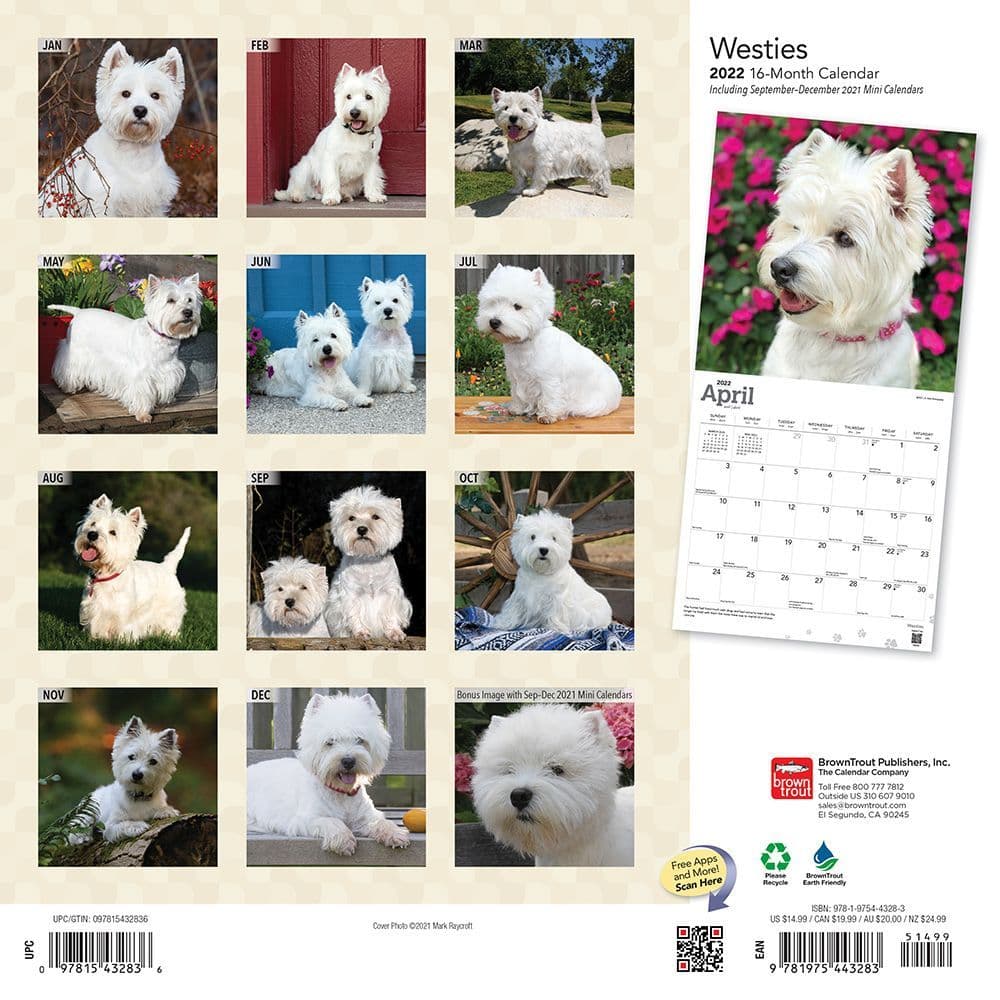 West Highland Terriers Kalender 2022 