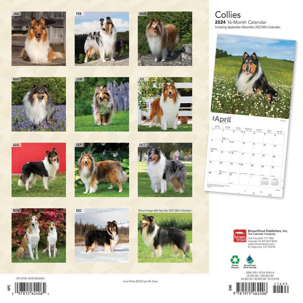 Collies 2024 Wall Calendar