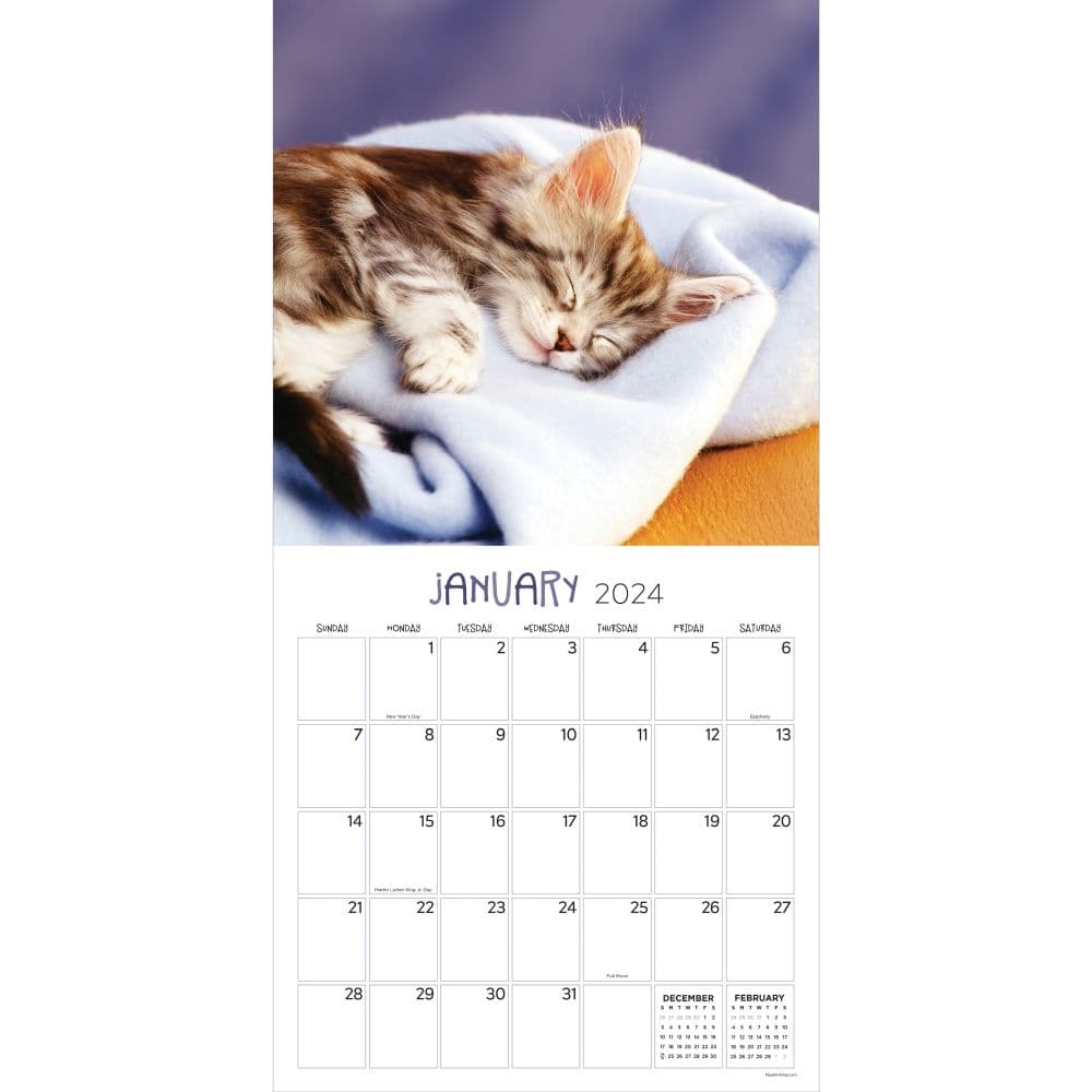 Cat Dreams 2024 Wall Calendar - Calendars.com