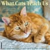image Cats What Cats Teach Us 2024 Wall Calendar Main Image