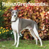 image Italian Greyhounds 2025 Wall Calendar Main Image