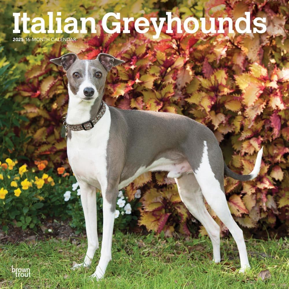 Italian Greyhounds 2025 Wall Calendar Main Image