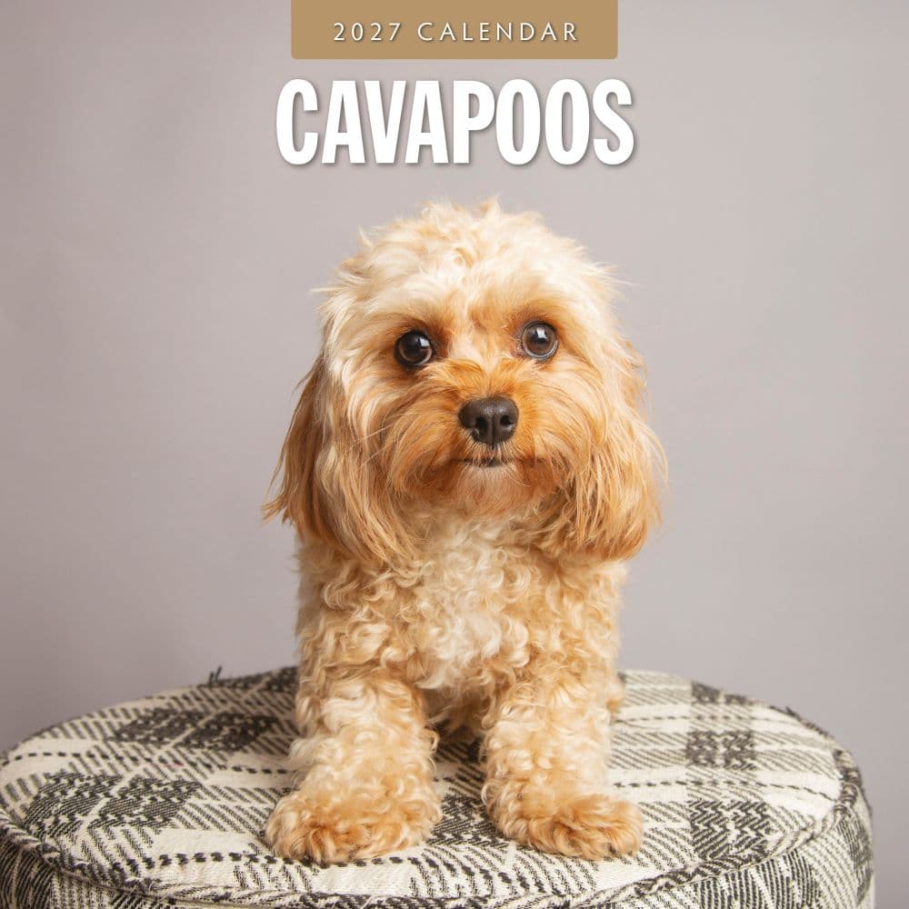Cavapoos 2027 Wall Calendar Main Product Image