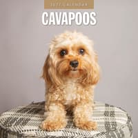 image Cavapoos 2027 Wall Calendar Main Product Image