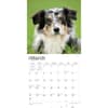 image Australian Shepherds 2024 Wall Calendar Alternate Image 2