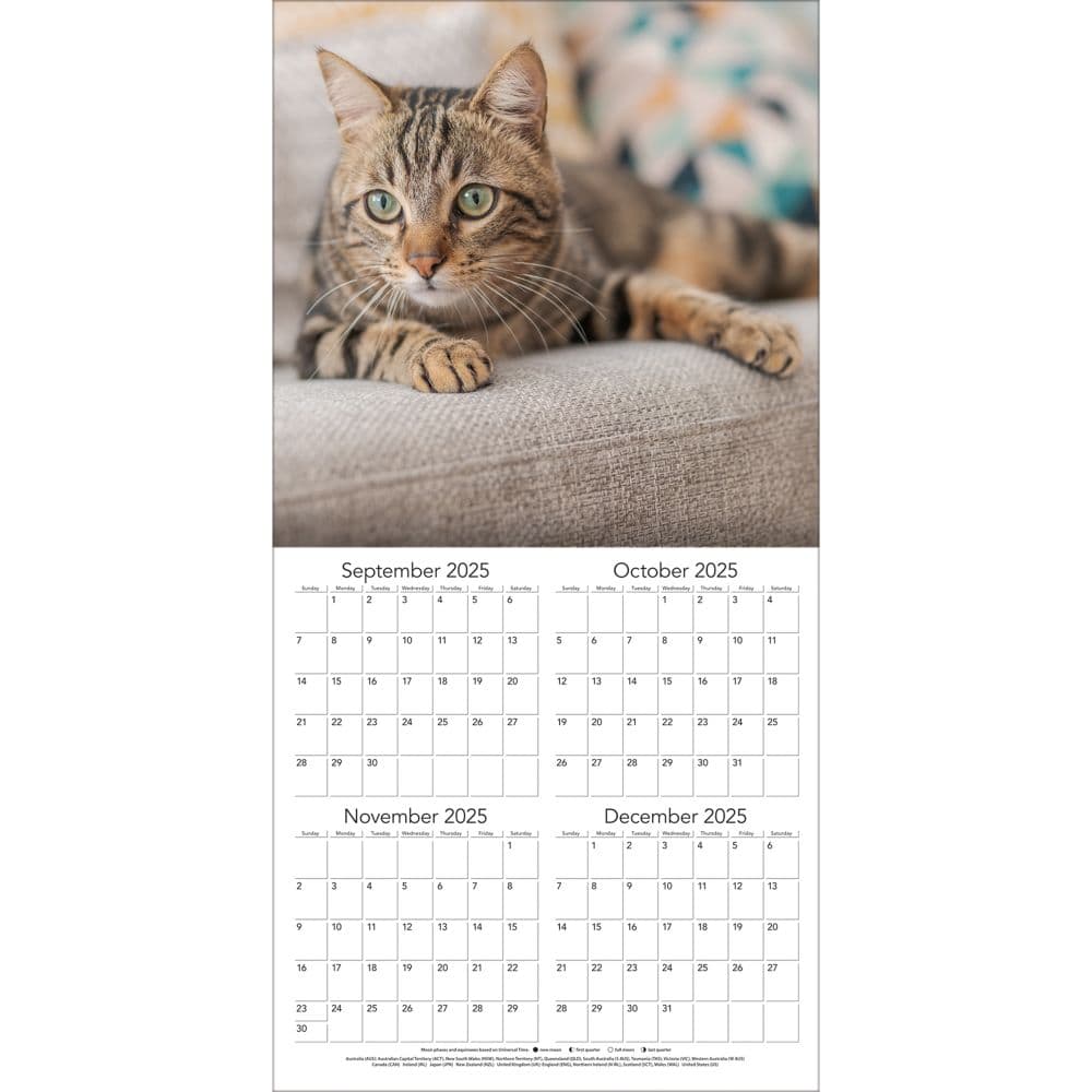 Cats Photo 2026 Wall Calendar, 12'' X 12'', 12-Month Calendar with Stapled Binding