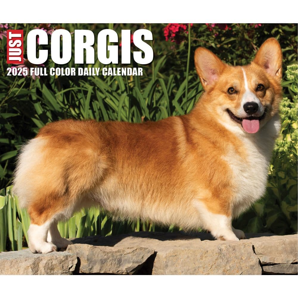 Just Corgis 2025 Desk Calendar - Calendars.com