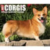 image Just Corgis 2025 Desk Calendar  Main Image