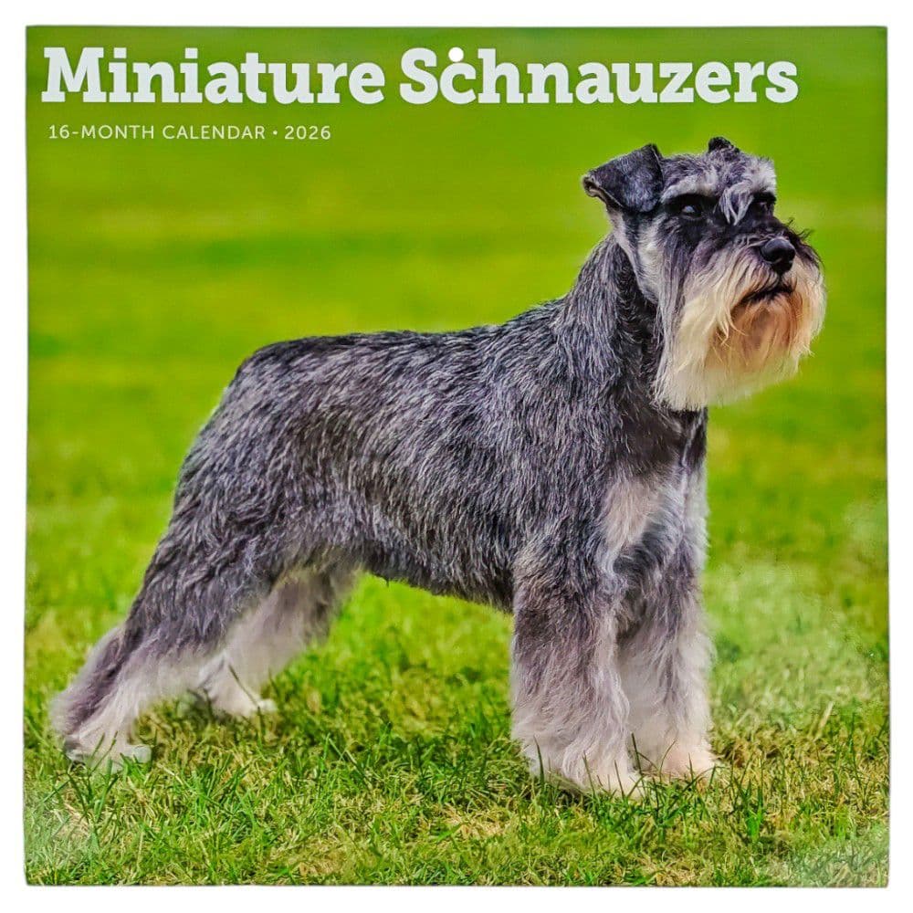 Schnauzer Kalender 2026 – Monatskalender A3 Mit 12 Bezaubernden Hunde-Fotos | Spiralbindung, UK-made