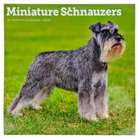 image Miniature Schnauzers 2026 Wall Calendar Main Product Image
