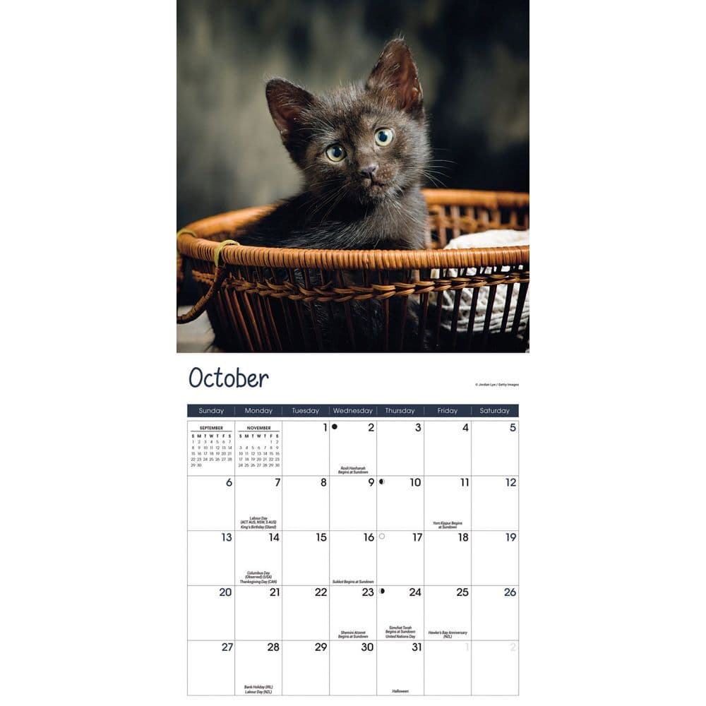 Kittens 2025 Mini Wall Calendar