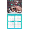 image Bulldogs 2024 Wall Calendar Alternate Image 3