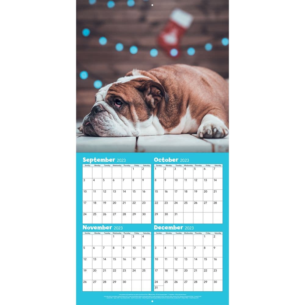 Bulldogs 2024 Wall Calendar Alternate Image 3