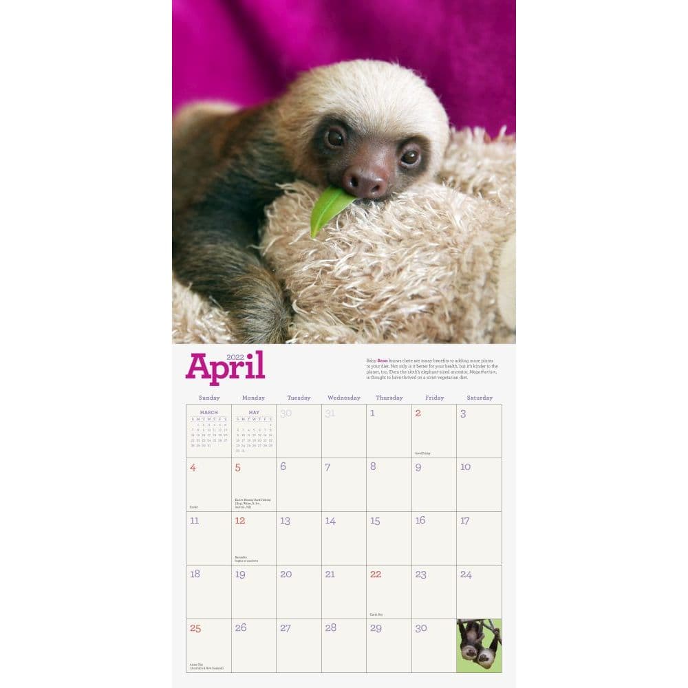 The Original Sloths 2022 Wall Calendar - Calendars.com