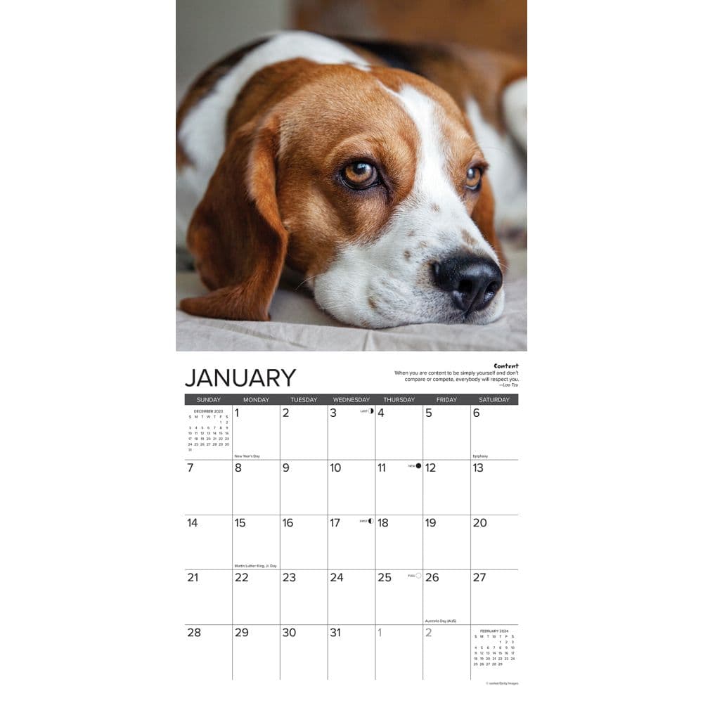 Beagle Rules 2024 Wall Calendar - Calendars.com